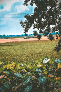 Scenic view of field against sky