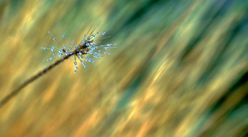 Close-up of spikey flower