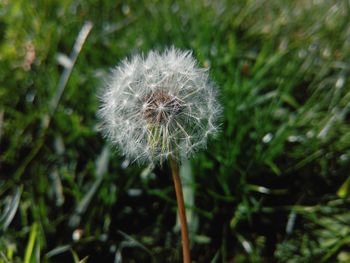 Close-up of dandelion