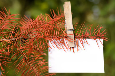 Blank card pinned on a branch of dead tree. space for wordings. pinned with a clothespin