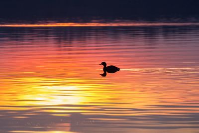Silhouette duck swimming on lake during sunset