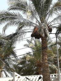 Low angle view of palm trees against sky