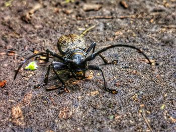 Close-up of insect on land