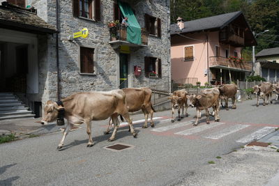 Horses in a street