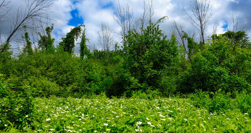 Plants and trees on field against sky