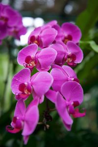 Close-up of purple orchids blooming outdoors