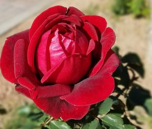 Close-up of wet red rose blooming outdoors