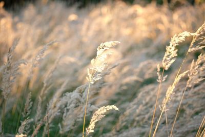 Close-up of plant growing on field