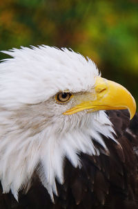 Close-up of bald eagle