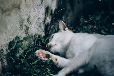 Cat sleeping