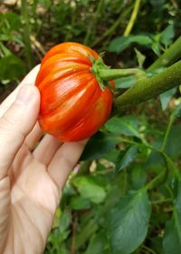 Close-up of hand holding pumpkin