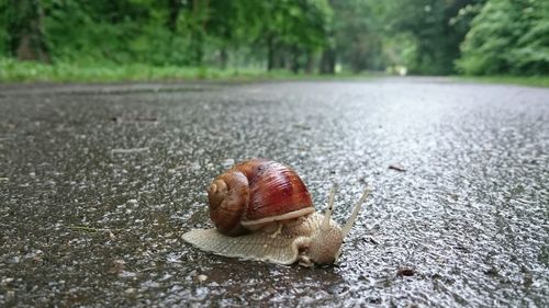 Close-up of snail on road