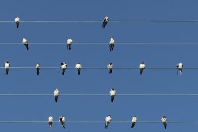 Low angle view of birds perching on cables against clear blue sky during sunny day