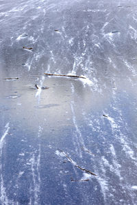 Swan swimming in sea during winter