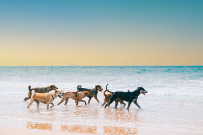 Horses on beach against clear sky