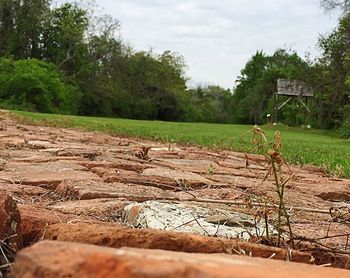 Trees on field