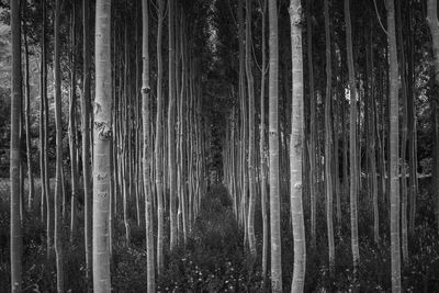 Full frame shot of trees in forest