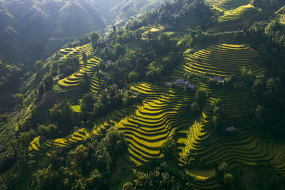 High angle view of trees