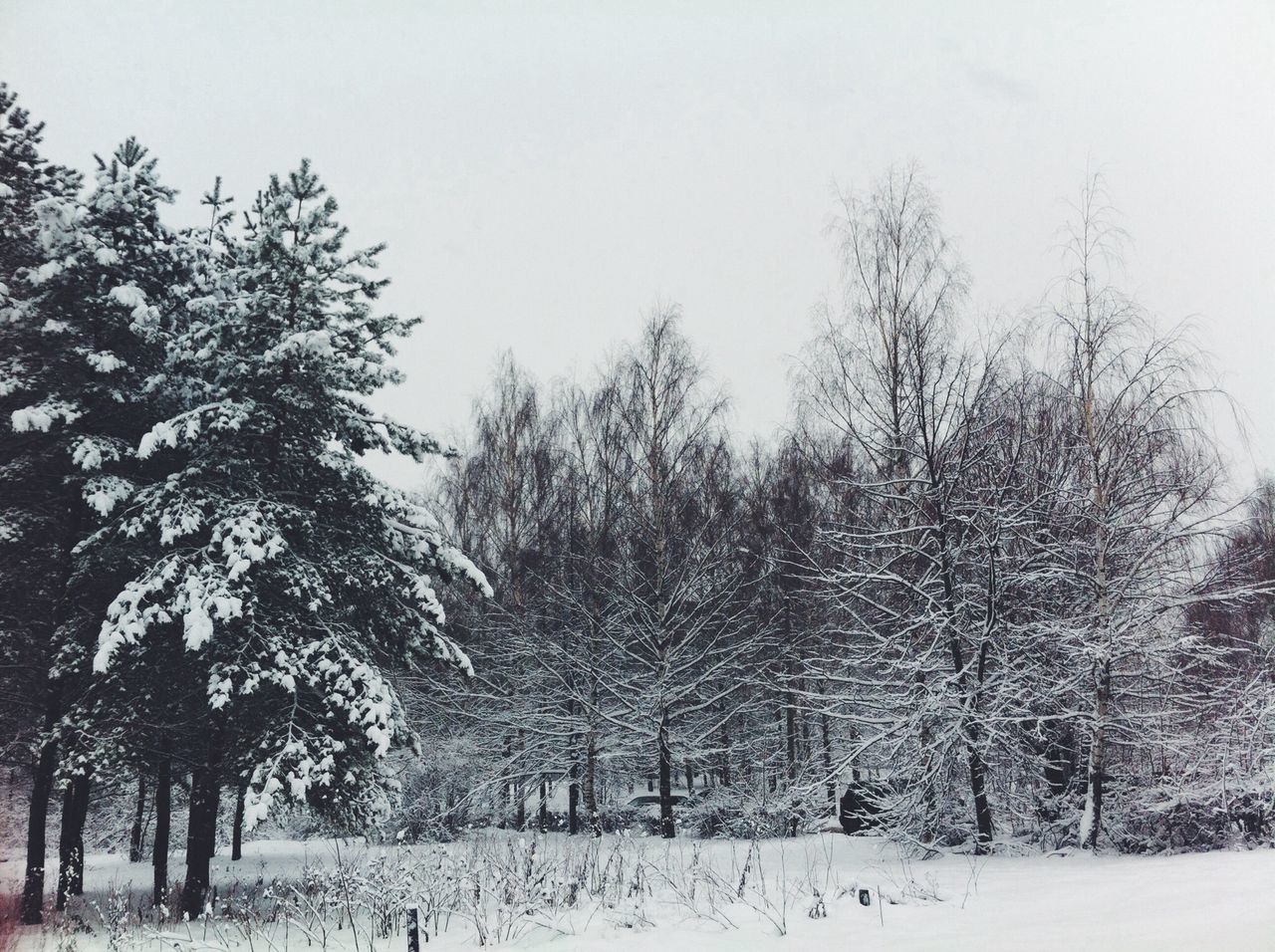 snow, winter, cold temperature, tree, season, weather, tranquility, tranquil scene, covering, nature, beauty in nature, landscape, scenics, clear sky, white color, field, frozen, bare tree, non-urban scene, growth