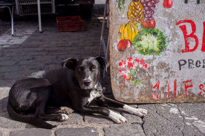 Close-up of a dog