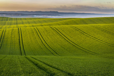 Scenic view of agricultural field against sky