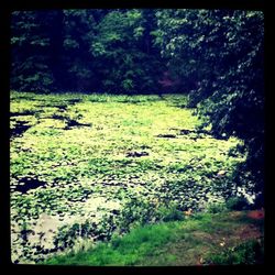 View of trees in forest