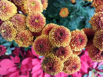 Beautiful yellow flowers blooming in the garden