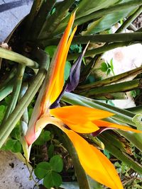 Close-up of flower growing on plant