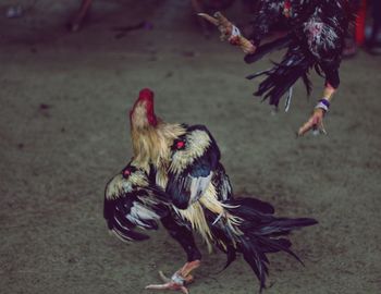 Cock fight 