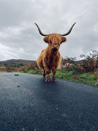 Highland cow