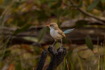 Close-up of bird perching on branch