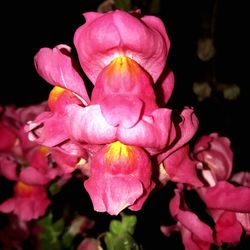 Close-up of wet pink flowers blooming outdoors