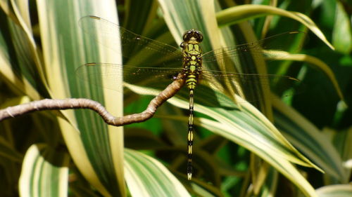 Image from above of a dragonfly on a dracaena plant