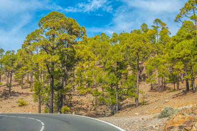 Trees by road against sky