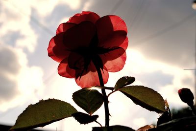 Close-up of red flowers against sky