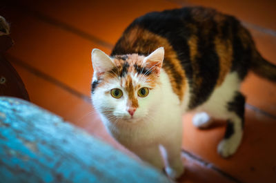 Close-up portrait of a kitten