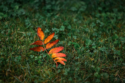 Close-up of orange maple leaves on field