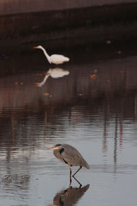 Bird in a lake