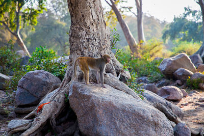 View of an animal on rock