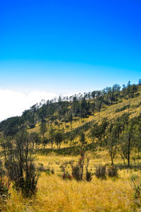 Scenic view of landscape against clear blue sky