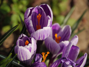 Close-up of purple crocus flowers