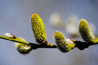 Close-up of plant growing outdoors