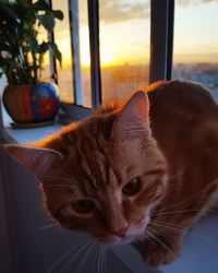 Close-up portrait of cat