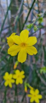 flowering plant