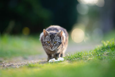 Portrait of a cat on field