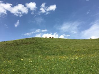 Scenic view of grassy field against sky