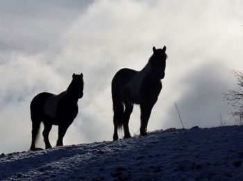 Horses on a snow