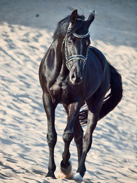 Black horse walking on sand