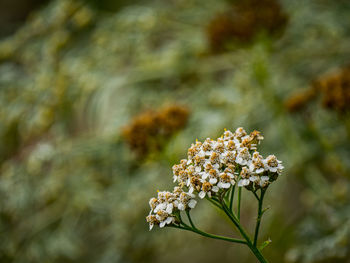 Close-up of white flowering plant