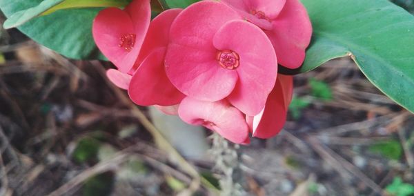 Close-up of pink rose flower